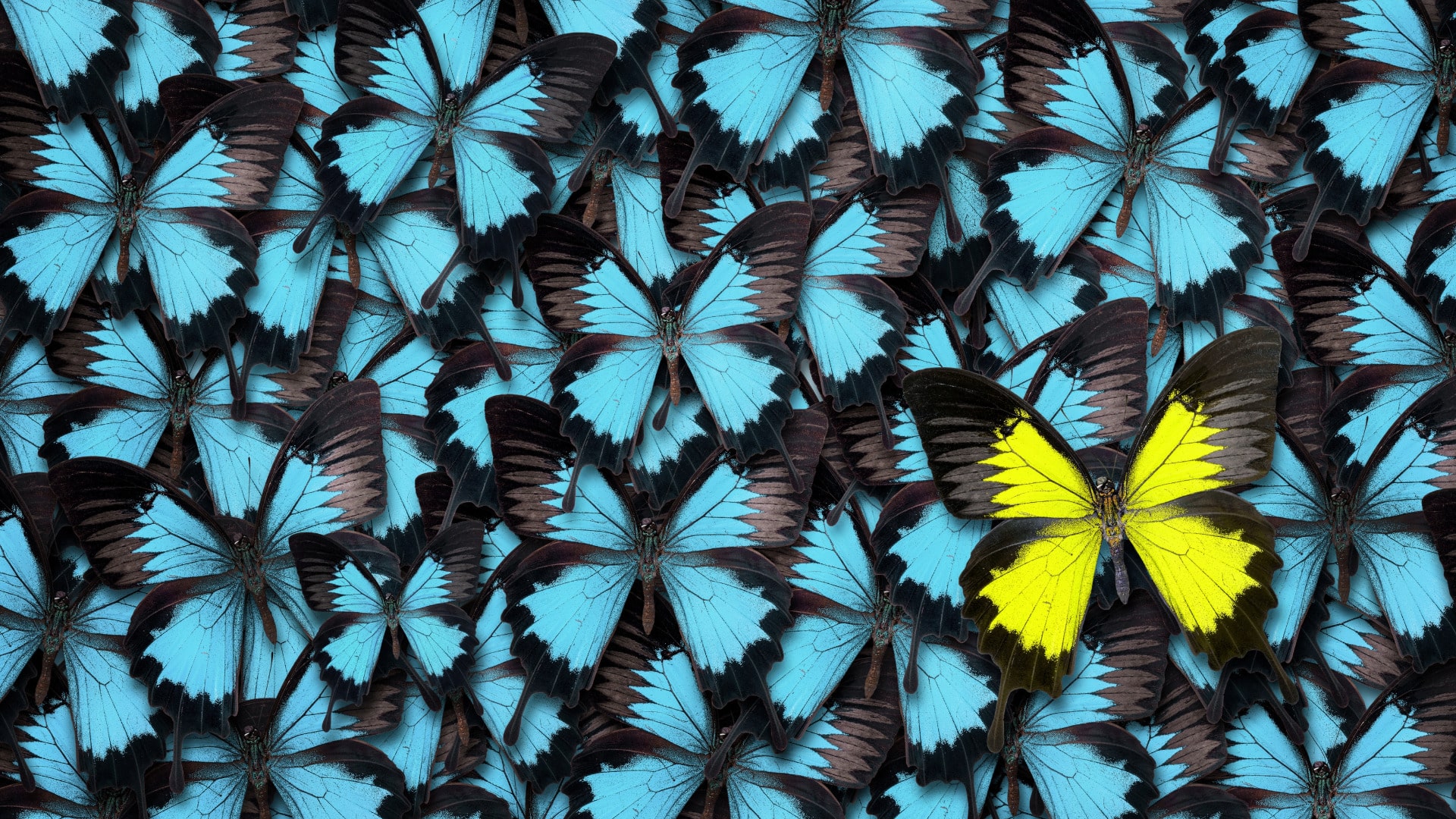 A photo of lots of blue butterflies all grouped together with one bright yellow butterfly that stands out to represent what it means to make a true self-commitment.