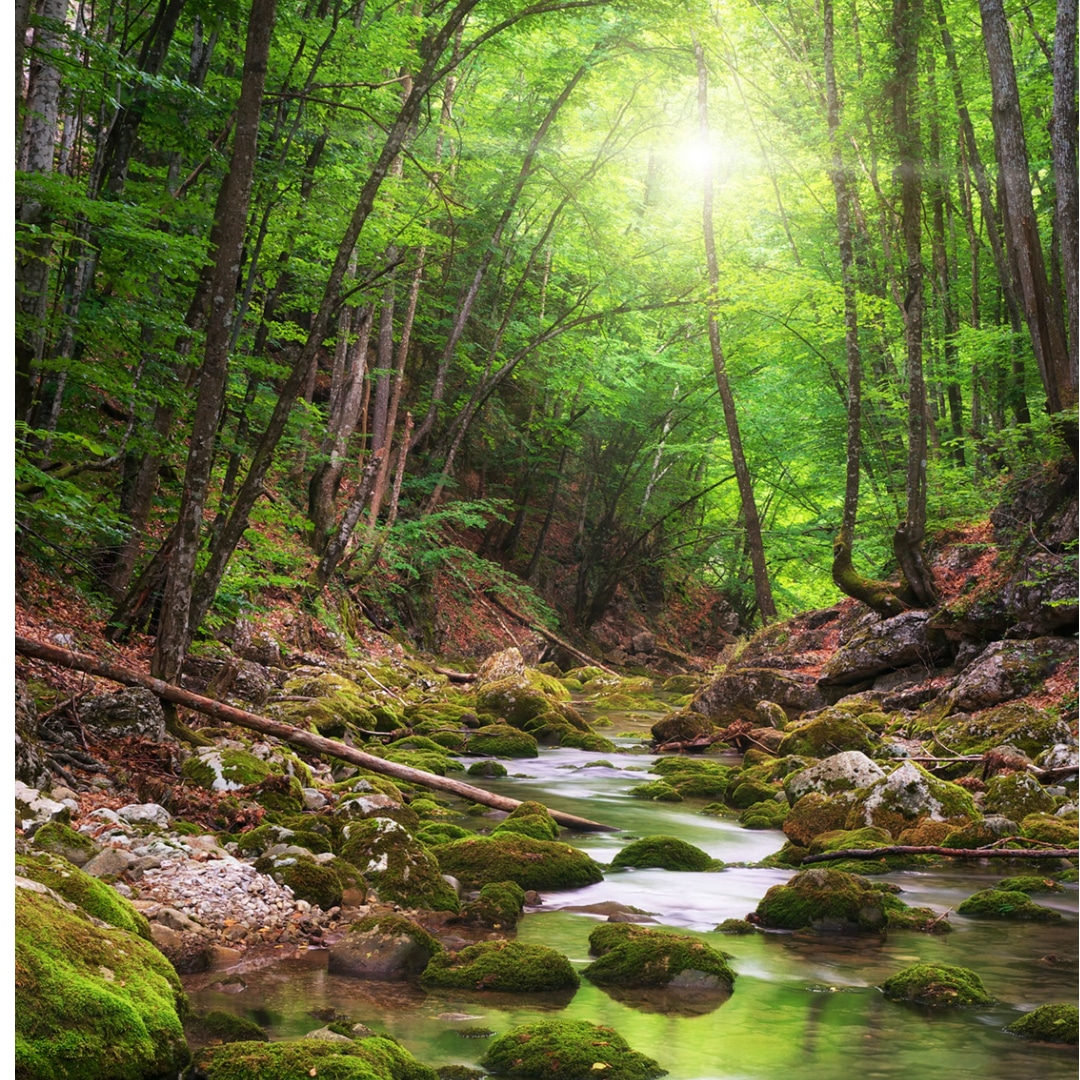 A wooded stream to symbolize relief from trauma symptoms after PTSD treatment online.