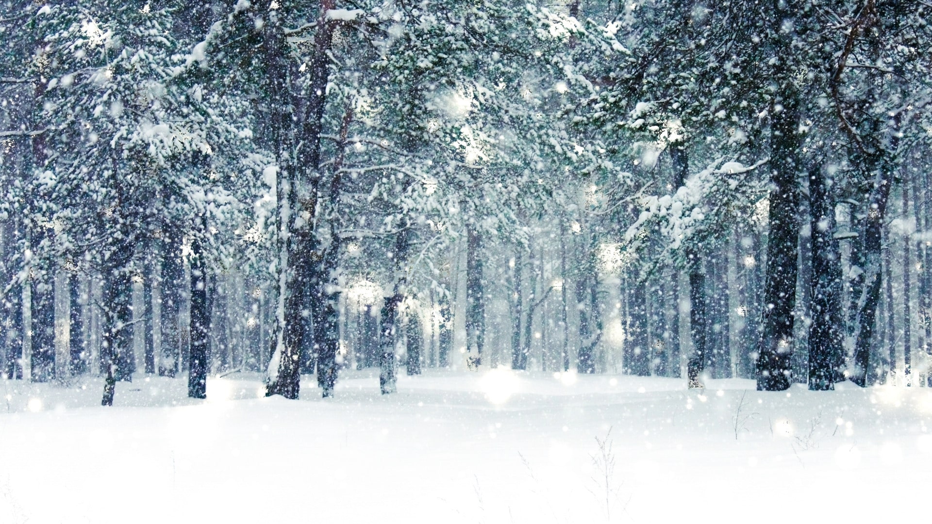 Scene in a deciduous forest with snow on the ground and fresh snow falling to set the mood for making a new year’s resolution.