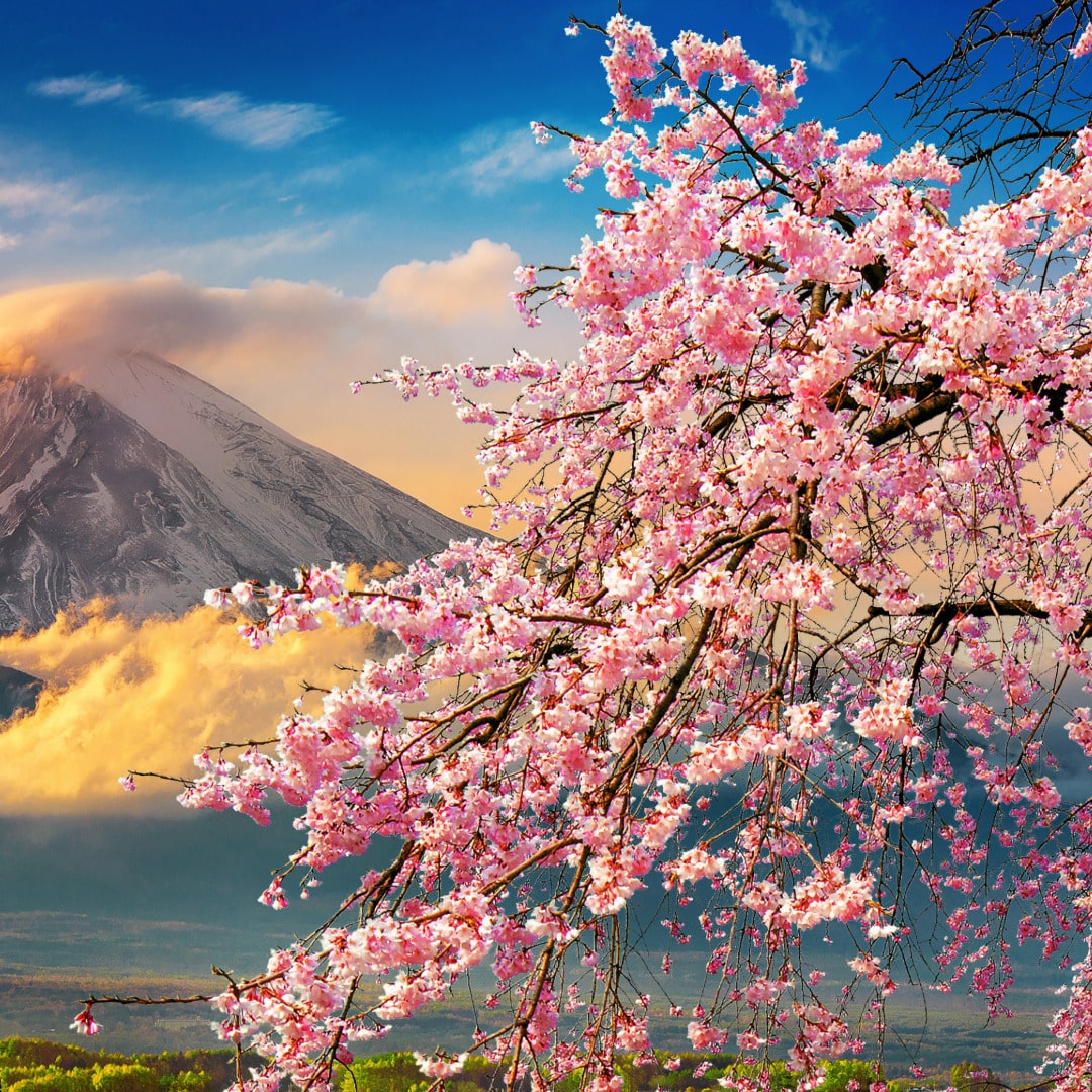 Landscape photo of cherry blossoms in Japan with Mount Fiji in the background is a beautiful backdrop for having personal reflections on life.