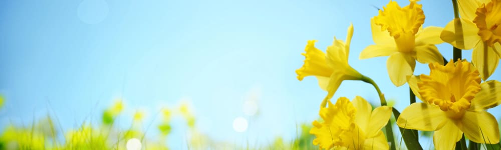 A banner with a few in focus daffodills on the right side and an out of focus daffodil field across the bottom with a blue sky above with the section title Therapy for Drug and Alcohol Addiction in the sky.